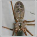 Pholcus phalangioides - Grosse Zitterspinne 02 9mm.jpg